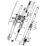 INNERES GABELBEINROHR 1