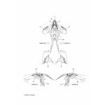 AUFLEBERSATZ, HINTERRAD(LIN